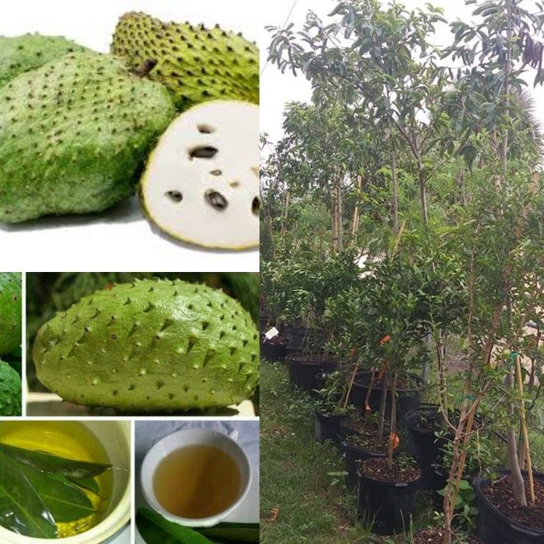 Miami Soursop Grafted Trees 🌳3gal Arboles De Guanabana Injertados 3gal