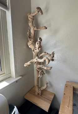 Large Grapewood Branch