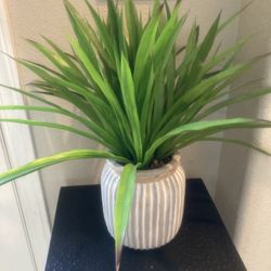 Plant Decor