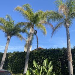 Arborist