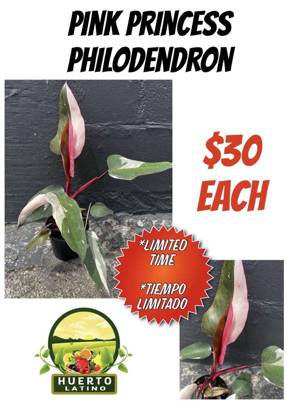 Pink Princess Philodendron PPP