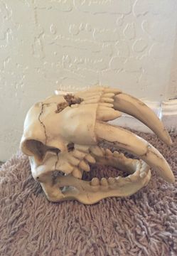 Saber tooth tiger skull for fish tank