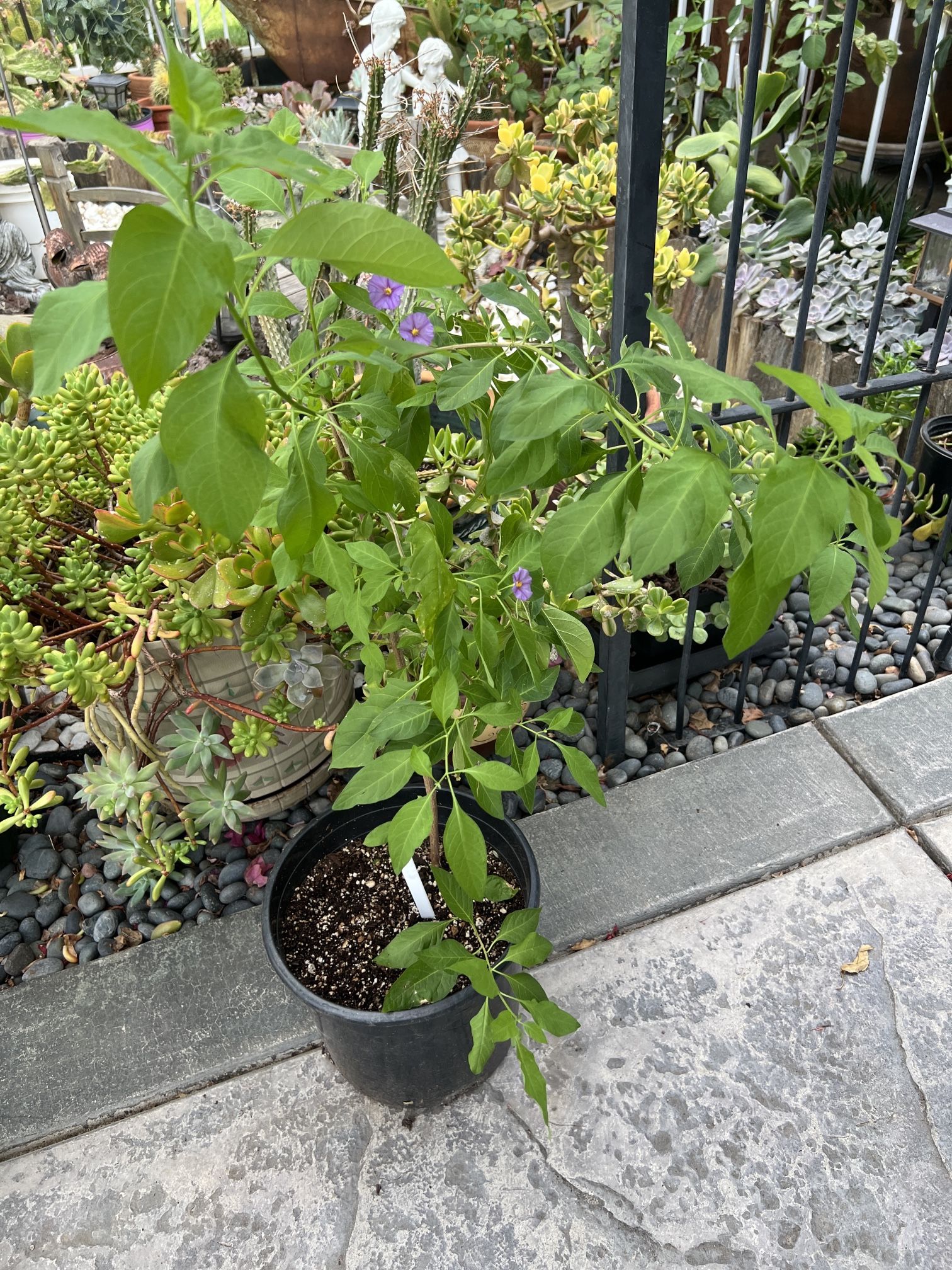 Blue Potato Bush - $21