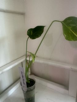RARE Monstera Electrolyte