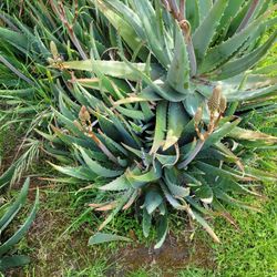 Aloe vera Plant