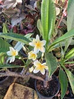 Plumeria