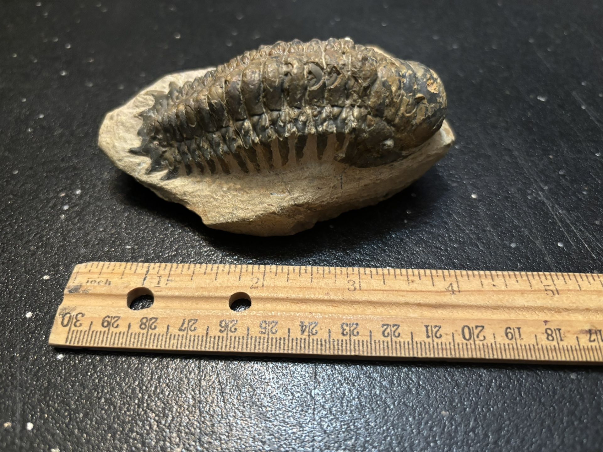 Million Year Old Coral Reef Fossil