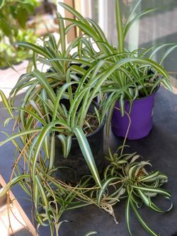 $5 Each Sale Beautiful Spider plant house outdoor plant houseplant live plant air purifying indoor outdoor 1 Gallon Pot