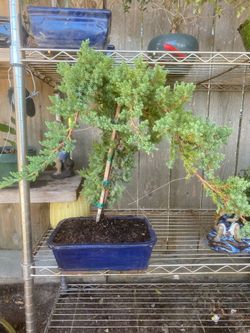 Bonsai Miyagi style Japanese garden Juniper beautiful plant $140 Bonsai Miyagi style Japanese garden Juniper beautiful plant $140
