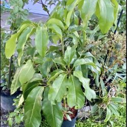 Umbrella Plant(3-4 Ft Tall) Indoor Outdoor Plant