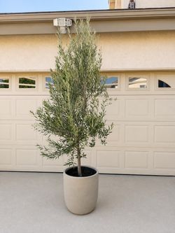 🌿 7FT Fruitless Olive Tree in Decorative Planter — $400