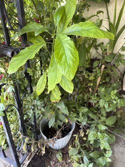Avocado Tree- Arbol De Aguacate