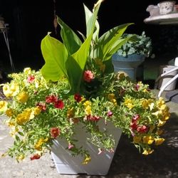 Petunia Flower Pot