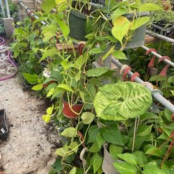 Long String Pothos Plant 8in Pot