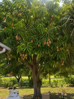 Fresh juicy mangos from mango tree  $1 per mango