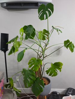 PENDING Monstera Deliciosa