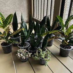 Snake Plants & Crotons - Multiple Sizes Available