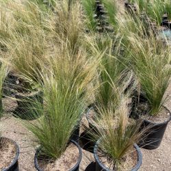Mexican Feather Grass 