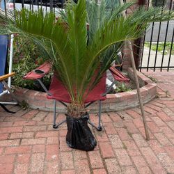 Little Palms