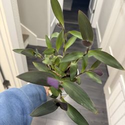 Tradescantia Plant Purple Heart 💜 Combing Indoor 