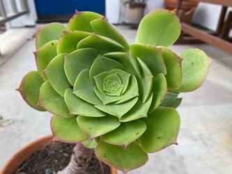 Tall, succulent in pot