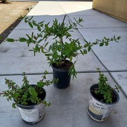 3 Potted Plants