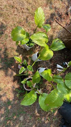 Hosta  plants 5 pots