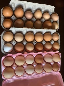 Free Range Eggs from Farm