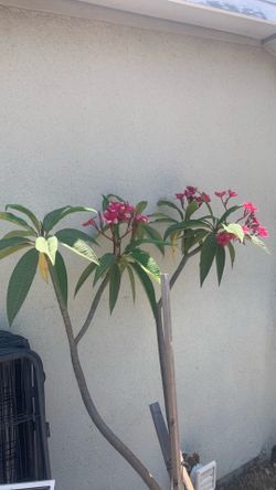 Dark Pink plumeria