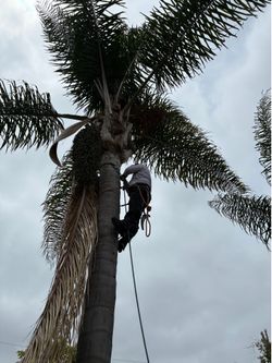 Tree and Palm tree