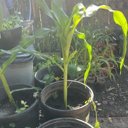 $7 Corn Plants