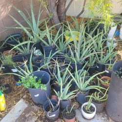 Aloe Vera Plant ( Big $10 Small $7)