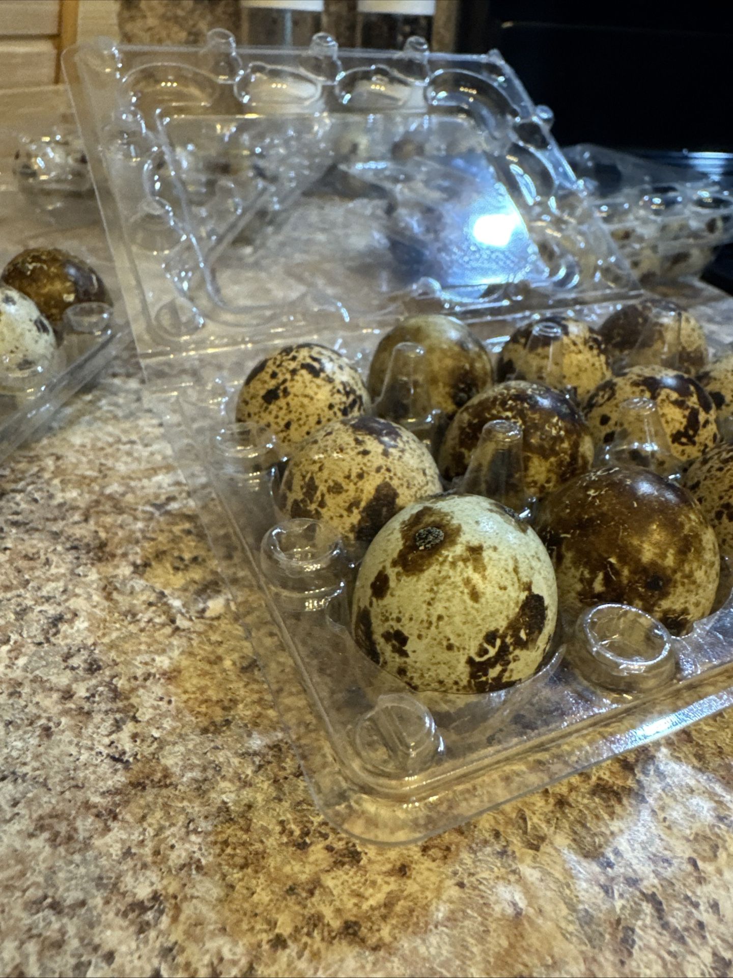 Jumbo White 24 Fertile Eggs Coturnix Quail