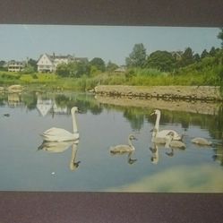 Swans Cygnets Babies Southern New England Salt Pond Marsh Plastichrome Vintage Collectible Postcard Post Card PC 