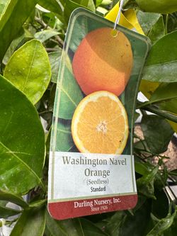 Washington navel Orange tree 15gal