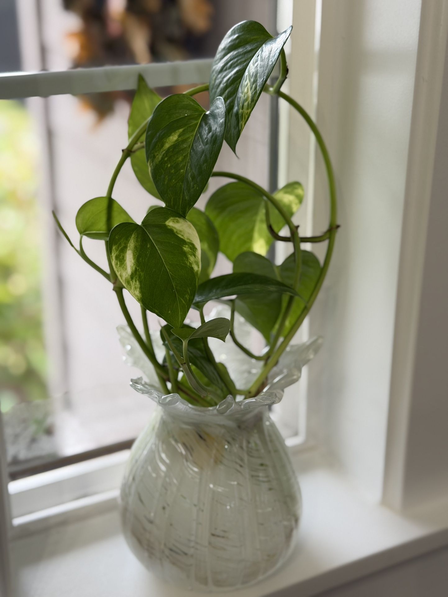 Variegated live pothos plant in water