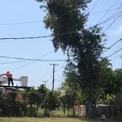 Stumps Trees And Palms 