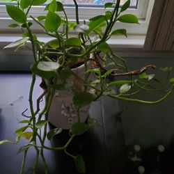 House PLANTS various type