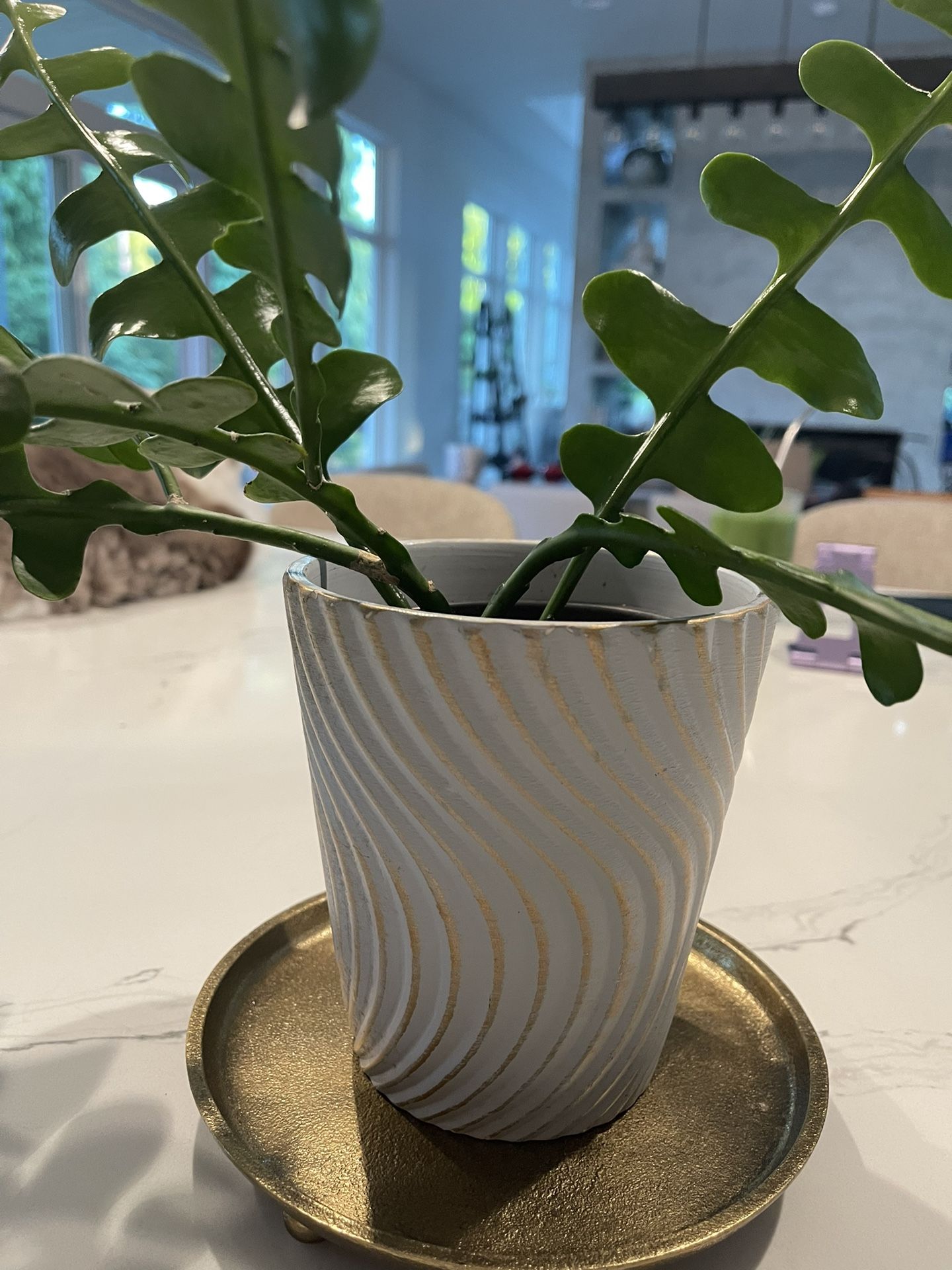 Fishbone Cactus