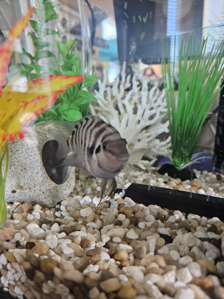 Aquarium Fish Tank Free
