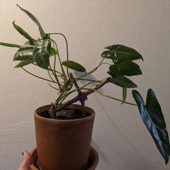 Plant 