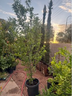 planta de ciruela