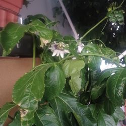 Passionfruit Plant 