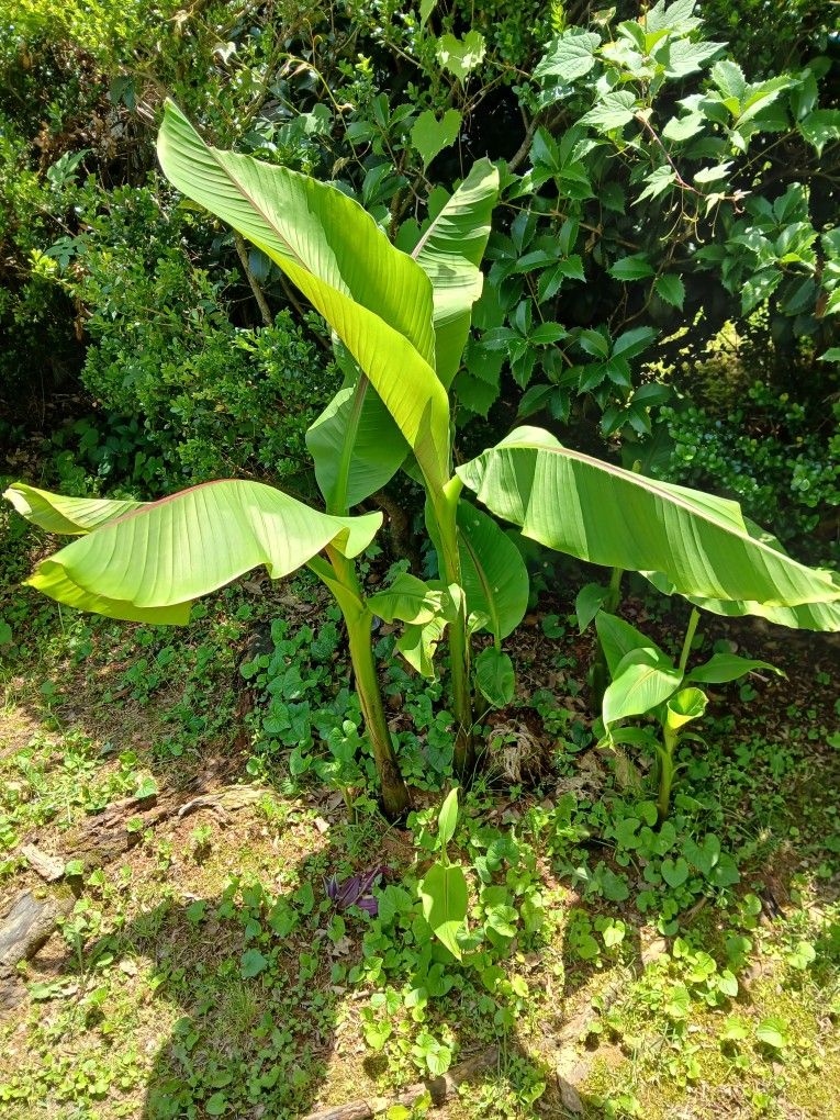 Banana Plants