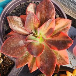 Succulents Plants Variegated Echeveria hanaikada Korean Imported Succulent 
