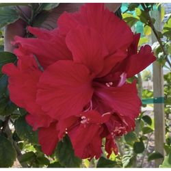 Hibiscus 🌺 Red Flowers Double in 5 Gallons Pot (Almost 2F The Tall $30 Each Firm Price