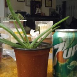 Aloe Vera Plants