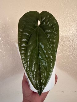 Anthurium Luxurians