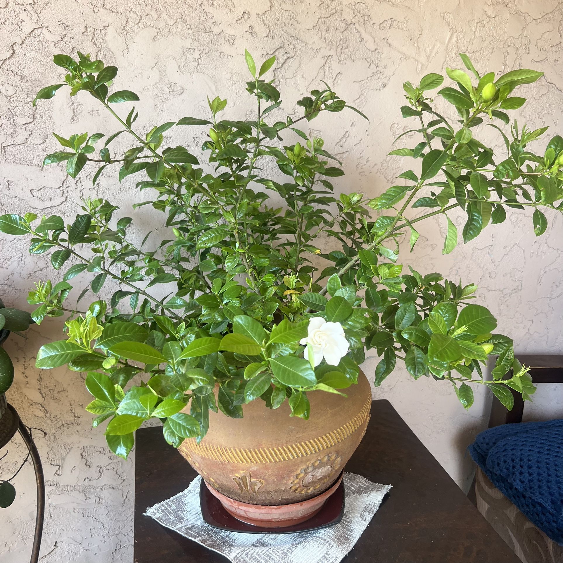 Gardenia Plant $55