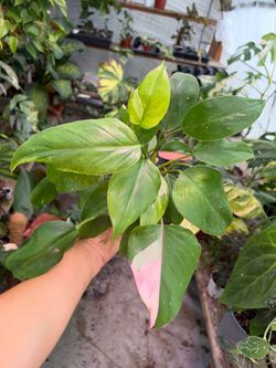 4” philodendron white princess tricolor